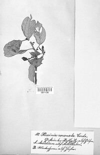 Puccinia coronata image